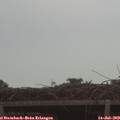 19_50-mast.jpg