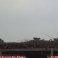 19_55-mast.jpg