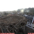 20_10-nest.jpg