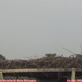 20_20-mast.jpg