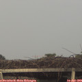 20_25-mast.jpg