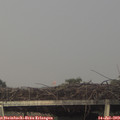 20_40-mast.jpg
