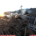 20_55-nest.jpg