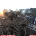 21_00-nest.jpg