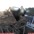 21_10-nest.jpg