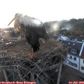21_15-nest.jpg