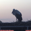 05_45-mast.jpg