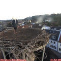 05_50-nest.jpg