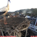 05_55-nest.jpg