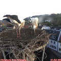 06_00-nest.jpg