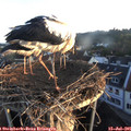 06_05-nest.jpg