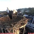 06_10-nest.jpg