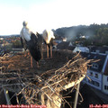 06_15-nest.jpg