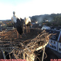 06_20-nest.jpg