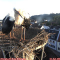 06_25-nest.jpg