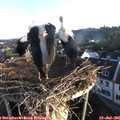 06_30-nest.jpg