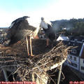 06_35-nest.jpg
