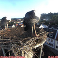 06_40-nest.jpg