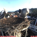 06_45-nest.jpg