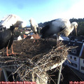 06_55-nest.jpg