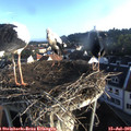 07_00-nest.jpg