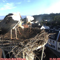 07_15-nest.jpg