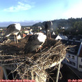 07_20-nest.jpg