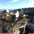 07_25-nest.jpg