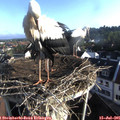 07_35-nest.jpg