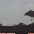 08_00-mast.jpg