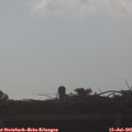 08_10-mast.jpg