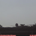 08_15-mast.jpg