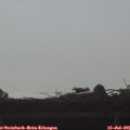 08_30-mast.jpg