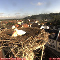 08_30-nest.jpg