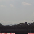 08_50-mast.jpg
