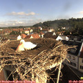 08_50-nest.jpg