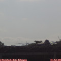 08_55-mast.jpg
