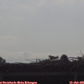 09_00-mast.jpg