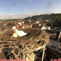 09_00-nest.jpg