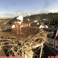 09_05-nest.jpg