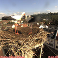 09_10-nest.jpg