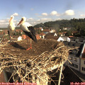09_20-nest.jpg
