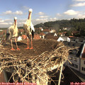 09_25-nest.jpg