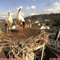 09_30-nest.jpg