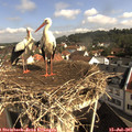 09_35-nest.jpg
