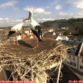 09_40-nest.jpg
