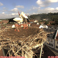 09_45-nest.jpg