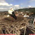 09_55-nest.jpg