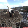 10_00-nest.jpg