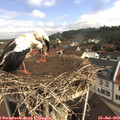 10_05-nest.jpg